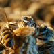 Image for article titled Watch a Queen Bee Mate With a Drone in Mid-Flight